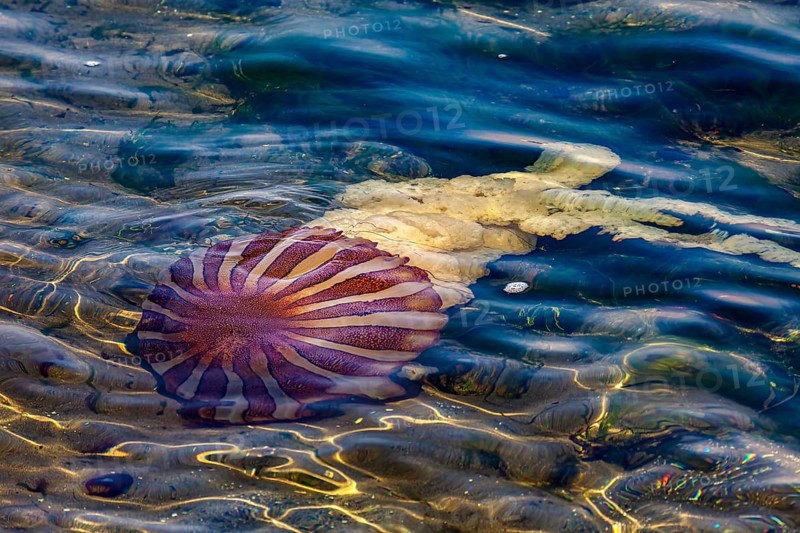 A large striped jellyfish swims in the clear seawater, surrounded by shimmering waves, a compass jellyfish off the coast of Paracas in Peru (Chrysaora hysoscella)