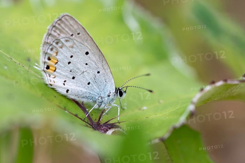 Cupid argiades, short-tailed blue, butterfly, insects, butterfly, short-tailed blue, butterflies, tailed cupid