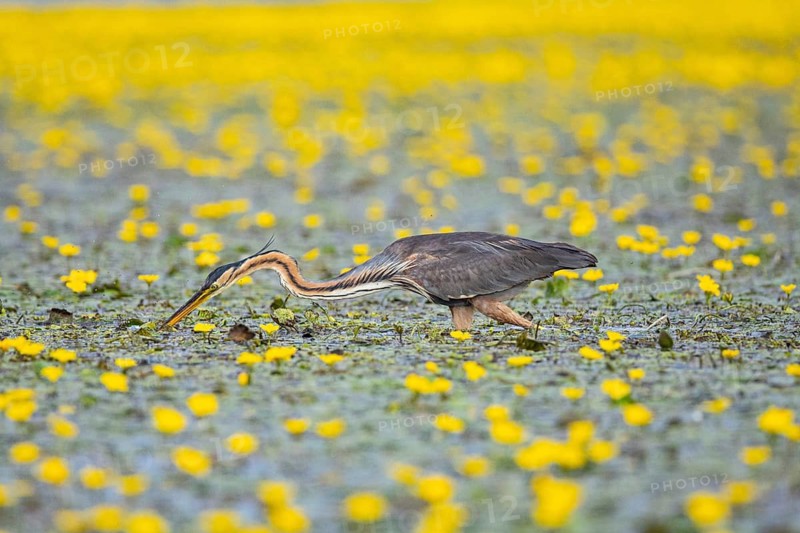 Purple heron (Ardea purpurea) Hungary
