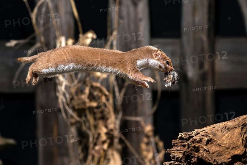 Carnivora, least weasel, mouse weasel, mustela nivalis, predators, prey, bolt, capture, hunting, hunting, mammals, raptors, jump, mammals