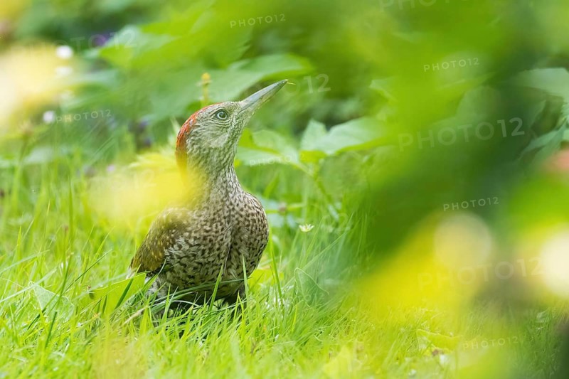 A green woodpecker (Picus viridis), a young bird, is resting amidst green foliage, partially concealed, in a tranquil summer setting, Hesse, Germany