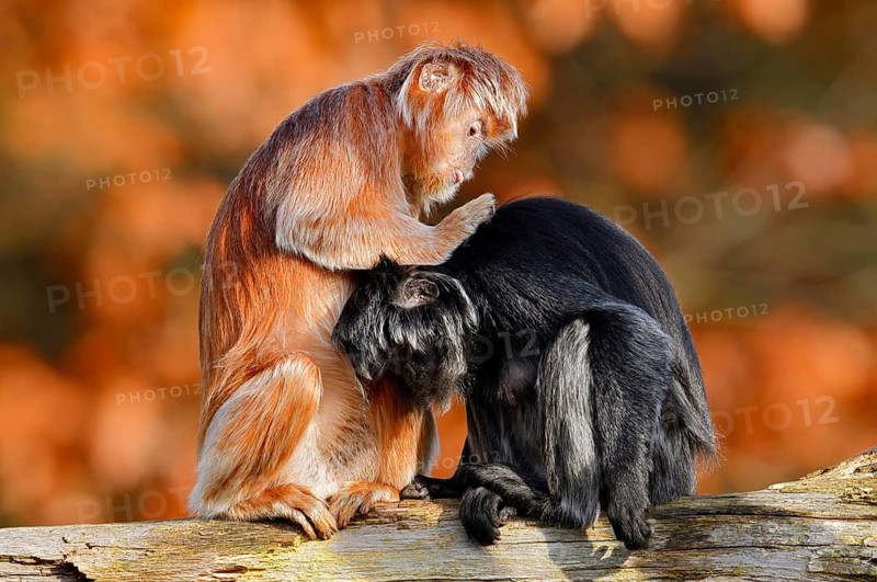 Javan lutung (Trachypithecus auratus) engaging in mutual grooming, black and orange-brown colour variants, in captivity, found in Indonesia