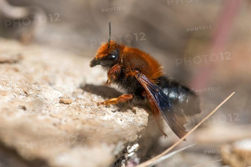 Apidae, bees, chalicodoma sicula, granelli, hymenoptera, Italy, megachile sicula, mortar bee, Pantani Cuba and longarini, red-brown Mediterranean mortar bee, Sicilian mortar bee, tawny mining bee, migratory bird sanctuary Pantani Cuba & Longarini, insects, insects, Italy, Sicily, foundation per biodiversity