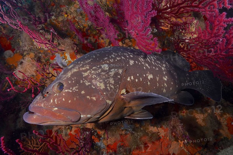 Dusky Grouper (Epinephelus marginatus) (Mycteroperca marginatus) in a vibrant, colourful reef, dive site: Giens Peninsula, Hyères, Porquerolles, Provence, Côte d'Azur, Mediterranean Sea, France