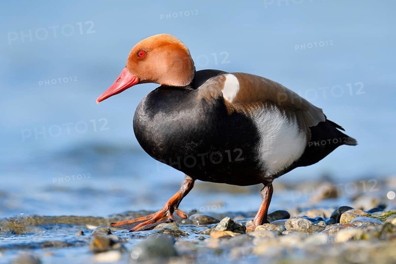 Red-crested Pochard (Netta rufina), a drake standing on the shore, Lake Constance, Baden-Württemberg, Germany
