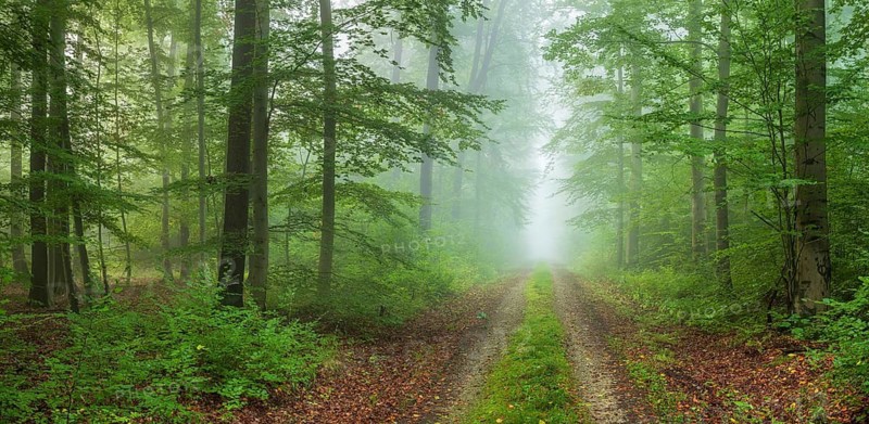 Hiking trail through foggy beech forest in early autumn, Tautenburg Forest, Thuringia, Germany