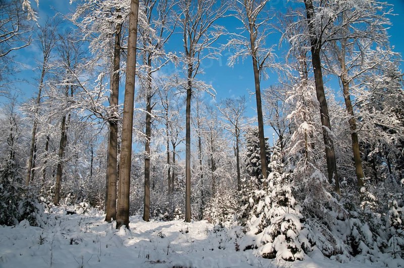 Beech plants, fagaceae, fagus sylvatica, common beech, trees, common beech, European beech, flora, landscape, plants, snow, tree, forest, winter, wood