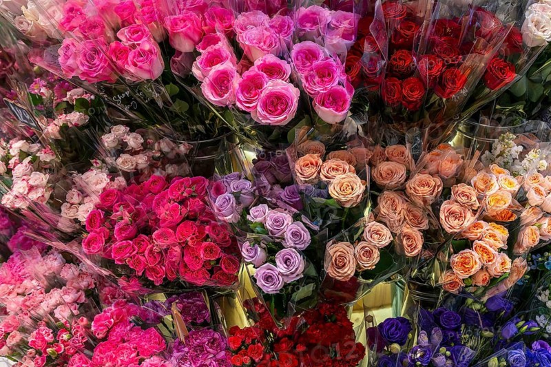 Roses, Bangkok, Thailand