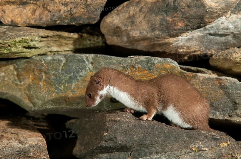 Carnivora, least weasel, mouse weasel, mustela nivalis, predators, mammals, raptors, mammals