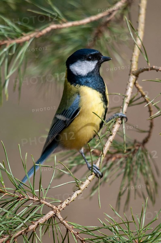 Great tit, great tit, parus major, birds, high size, portrait format, tits, passeri, songbirds, tits, birds