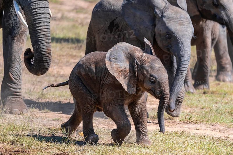 Young animal, herd of African elephants (Loxodonta africana), Addo Elephant National Park, Eastern Cape, South Africa