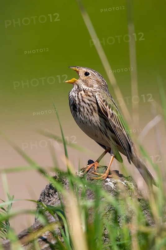 Brandenburg, Corn Bunting, Germany, Emberiza Calandra, Corn Bunting, Miliaria Calandra, Nabu, Nabu project, national natural heritage, natural paradise Grünhaus, post-mining landscape, birds, call, song, green house, high size, portrait, passeri, call, singing, songbirds, birds