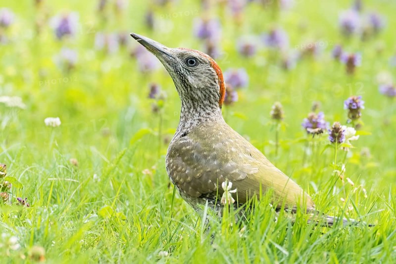 A young green woodpecker (Picus viridis) is perched on a green meadow, surrounded by purple flowers, in a peaceful spring scene, Hesse, Germany