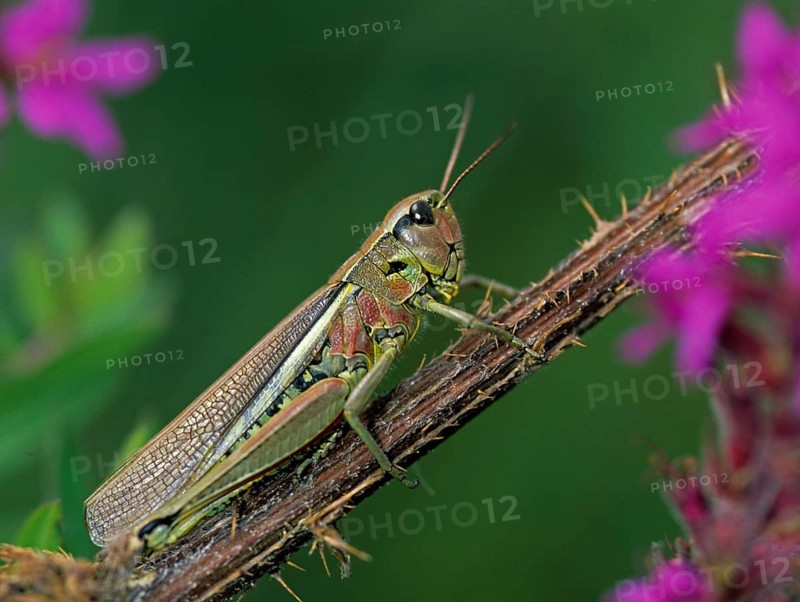 Caelifera, field locusts, grasshoppers, short-feeler scare, mecostethus grossus, stethophyma grossum, swamp scare, female, grasshoppers, grasshoppers, insects, large marsh grasshopper, female