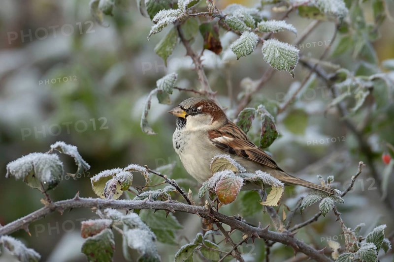 House sparrow (Passer domesticus) adult male bird in a frost covered bramble plant in winter, England, United Kingdom
