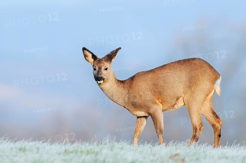 European roe deer (Capreolus capreolus), doe standing in a meadow with hoarfrost, Lower Saxony, Germany