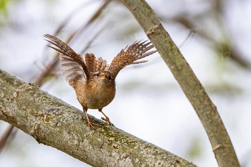 Wren (troglodytes troglodytes) Germany