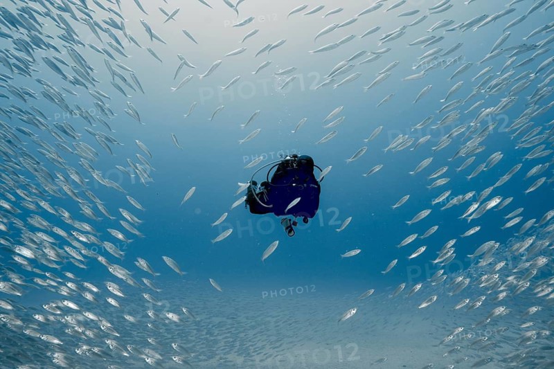 A diver is surrounded by a school of European sardines (Sardina pilchardus) in the blue underwater world, at the Faro Reef dive site, Arguineguín, Gran Canaria, Spain, Atlantic Ocean