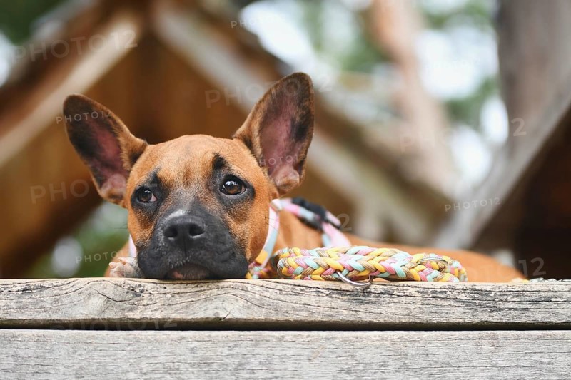 Close up of mixed-breed dog resting head on wooden plank with colorful paracord leash