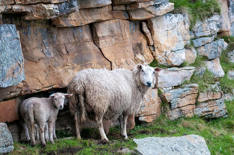 Artiodactyla, domestic sheep, even-toed ungulate, domestic sheep, Norway, Ovis Gmelini aries, cloven-hoofed, varanger, countries, domesticated animals, pet, landscape, countries, mammals, travel, sheep, mammals, travels