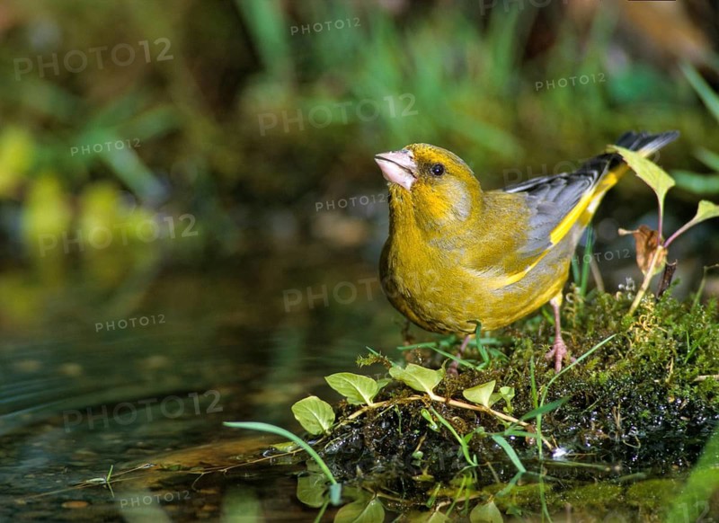 Carduelis Chloris, Chloris Chloris, Greenfinch, Greenfinch, Greenfinch, Greenfinch, Greenfinch, Greenfinch, Greenfinch, Birdbath, Birds, Watering Place