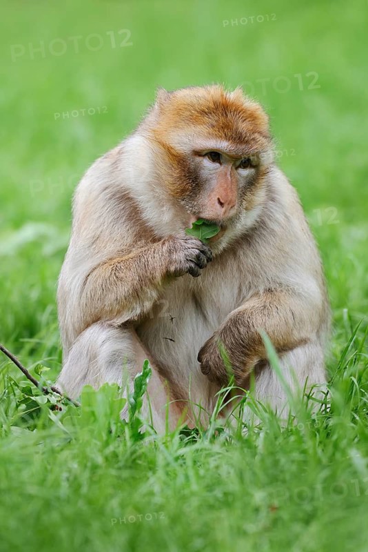 Barbary macaque or magot (Macaca sylvanus) sits in a meadow and eats, occurring in Morocco, Algeria and Gibraltar