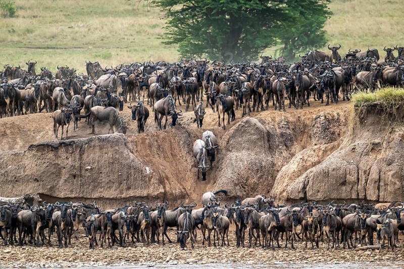 The Great Migration, huge herds of wildebeest (Connochaetes taurinus) on the Mara River, Serengeti, Tanzania