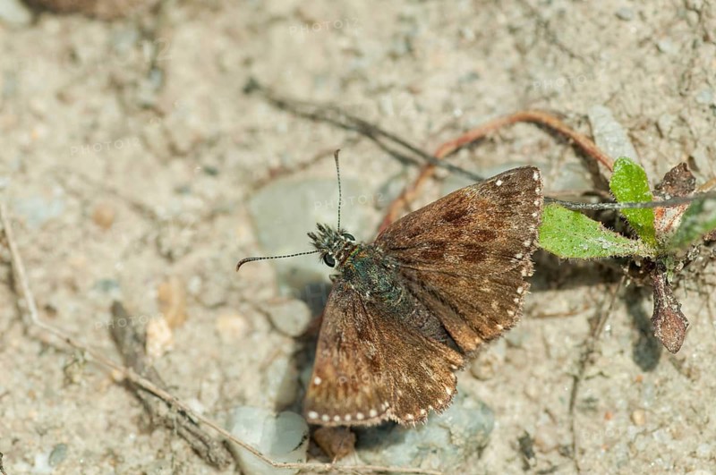 Dingy skipper, dark-headed butterfly, insects, butterflies, insects, butterflies, butterflies, butterflies, butterflies, butterflies