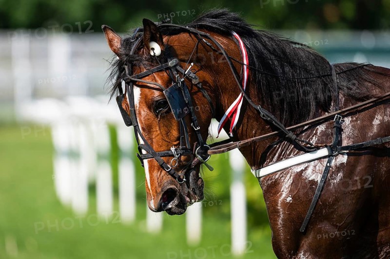 Close-up of horse's head with sweat and water on coat, visible bridle and reins, realistic detail after race in Wroclaw, Poland