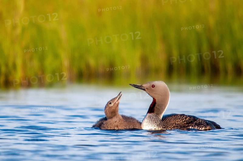 Finland, gavia stellata, red-throated diver, stardiver, birds, diver, gaviidae, grebe, adolescent, juvenile, loon, diver, birds, waterbirds