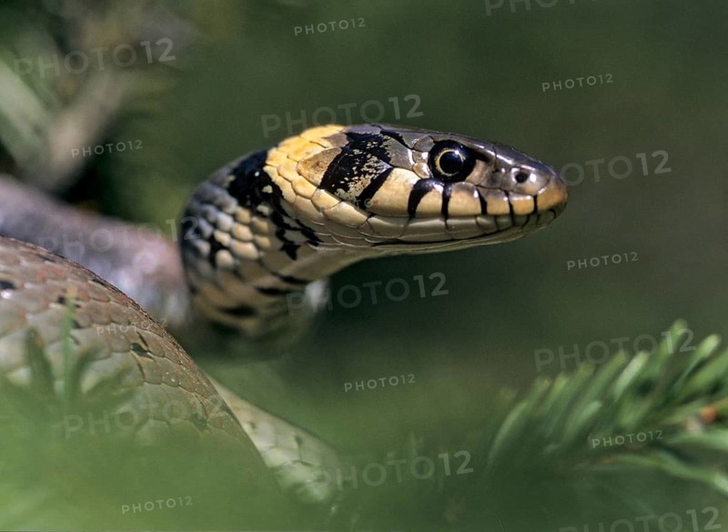 Grass Snake, Natrix Natrix, Grass Snake, Critters, Reptilia, Reptilia, Ringed Snake, Snakes, Water Snakes