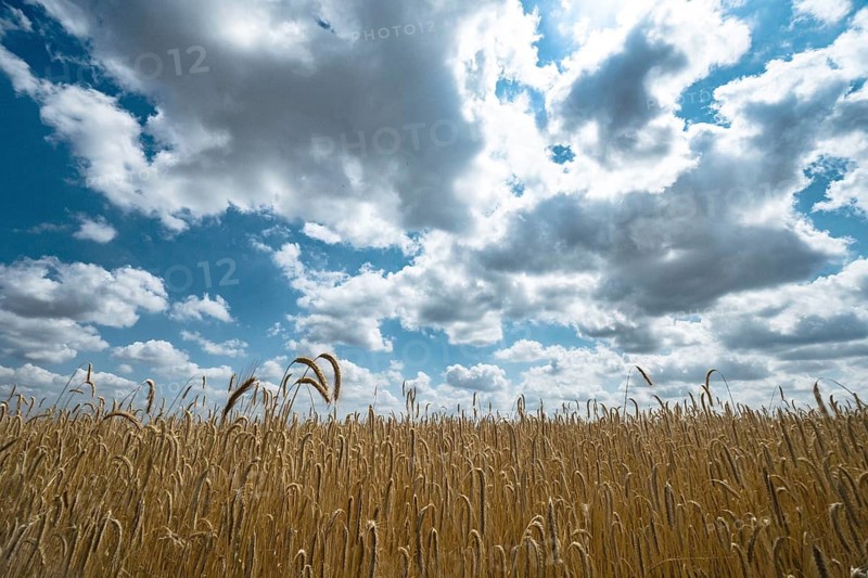 Grain, sky, clouds, agriculture, food, Brandenburg, field, wheat, agriculture, summer, landscape, nature, harvest, blue, grain, plant, rural, yellow, ripe, stalks