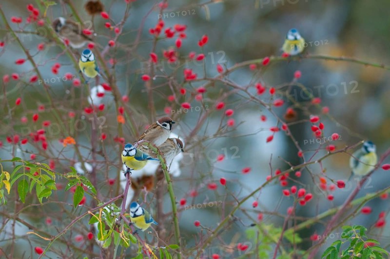 Blue tit, tree sparrow, dog rose, parus caeruleus, passeri, plants, snow, songbirds, sparrow, sparrow, sparrow, sparrow, sparrow, sparrow, sparrow, sparrow, sparrow, sparrow, sparrow, sparrow, sparrow, sparrow, sparrow, sparrow, sparrow, sparrow, birds