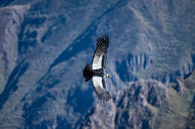 Condor, Andean condor (Vultur gryphus), New World vulture, Cañón del Colca, Colca Canyon, southern Peru, Peru, South America