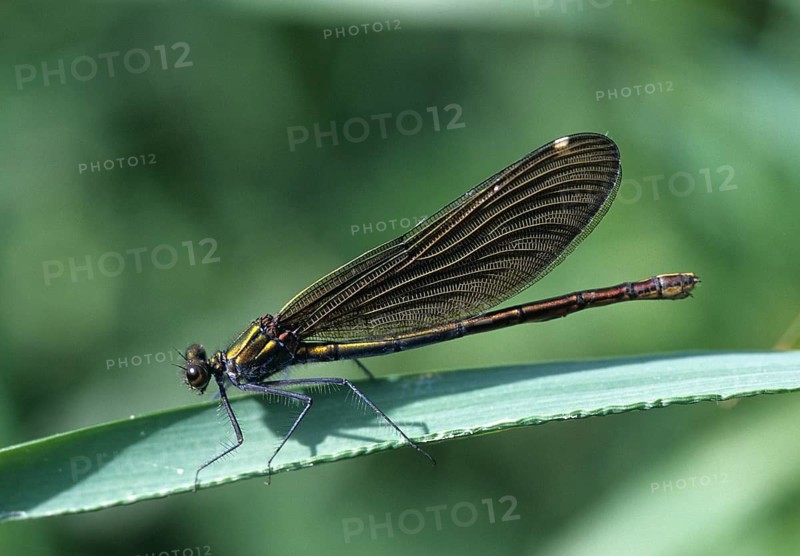 Beautiful demoiselle, blue-winged dragonfly, Calopteryx virgo, dragonfly, damselflies, female, insects, leo, dragonflies, mating wheel, odonata, female, zygoptera