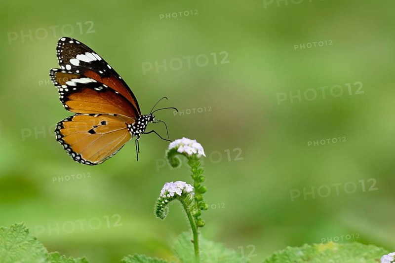 Plain Tiger butterfly (Danaus chrysippus) feeding on a wildflower, Sreepur, Gazipur, Bangladesh
