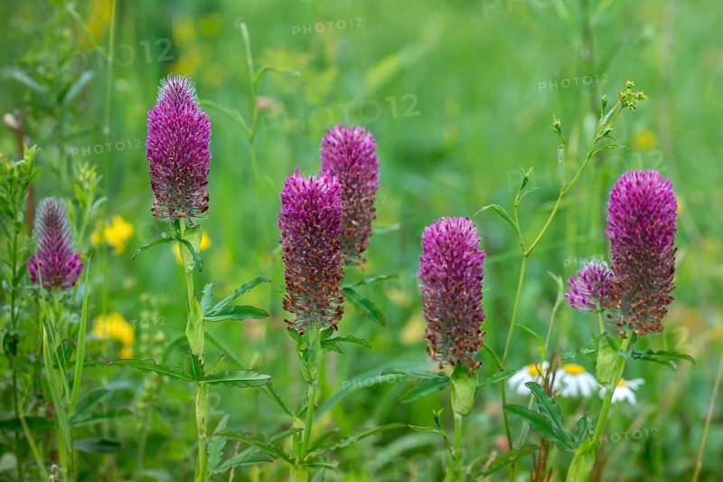 Fabaceae, foxtail clover, ornamental clover, purple clover, butterflies, trifolium rubens, flora, plants, plants