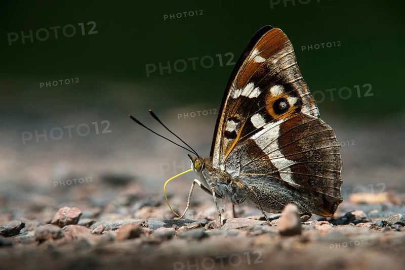 Apatura Iris, Large Schiller Butterfly, Purple Emperor, Butterfly, Insects, Butterfly, Butterflies