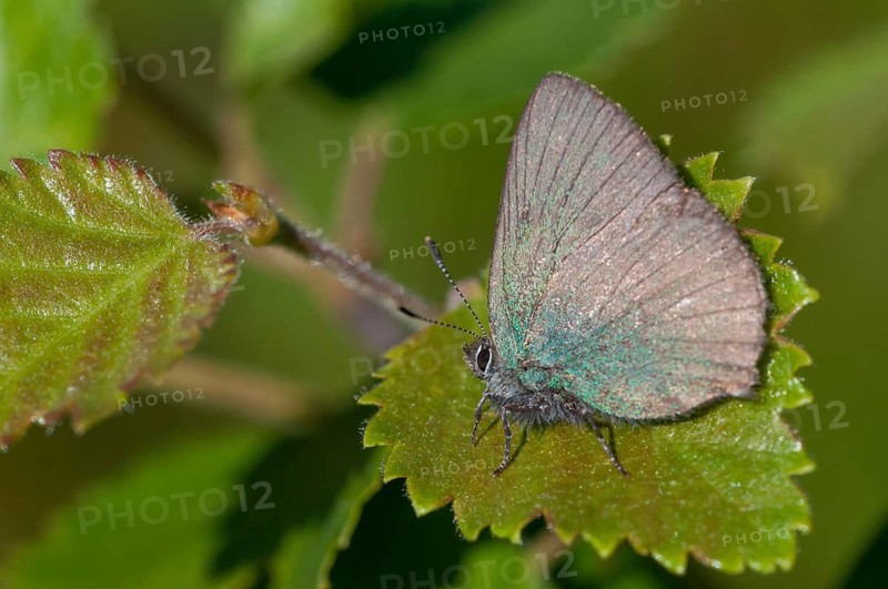 Blackberry tip, Callophrys Rubi, Finland, Gren Hairstreak, green pointed fallow, butterfly, insects, butterfly, butterflies