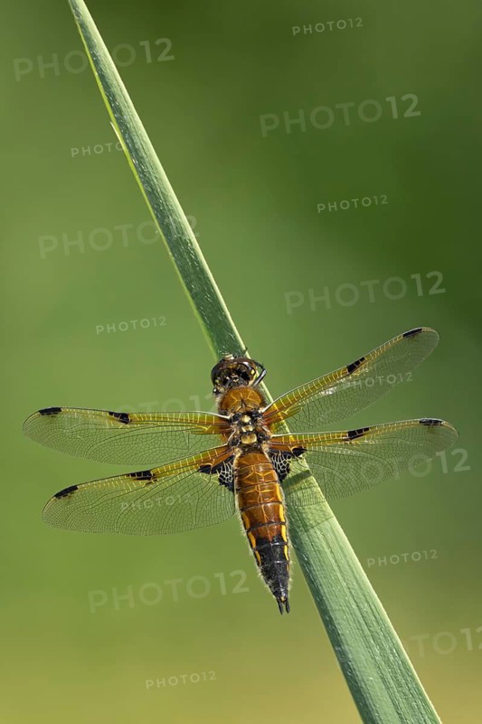 Four-spotted chaser dragonfly (Libellula quadrimaculata) adult insect resting on a reed stalk, England, United Kingdom