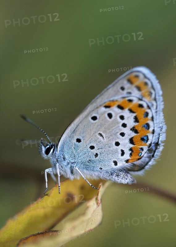 Argus blue, plebeius argus, silver-studded blue, butterfly, high size, portrait format, insects, leo, butterfly, butterfly, butterfly