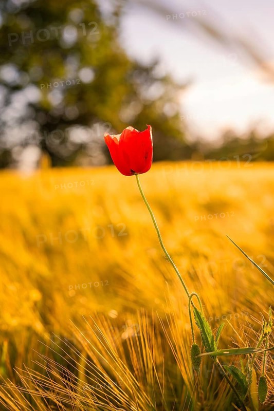 Red poppy rising in front of a golden field at sunset, Gechingen, Hecken and Gäu region, Landreis Calw, Germany