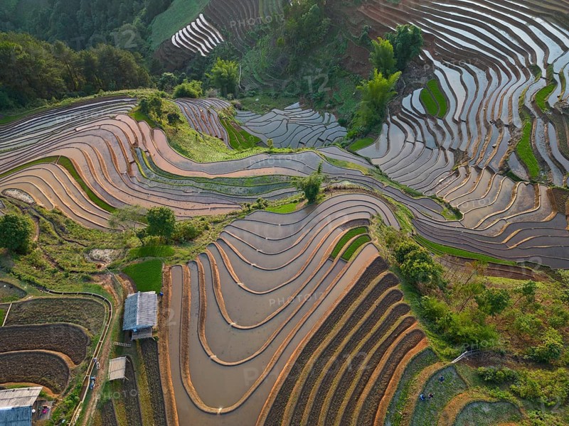 Aerial view of rice terraces setting new fresh green rice, new fresh green rice seedlings at Mù Cang Ch?i, Mu Cang Chai District, Lào Cai Province, North Vietnam, Vietnam