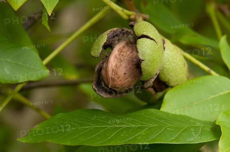 Real walnut, English walnut, Juglandaceae, Juglans regia, Madeira walnut, Persian walnut, walnut tree, walnut tree, trees, common walnut, flora, plants, plants, tree