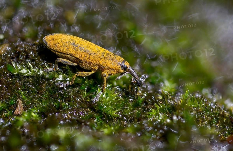 Lixus cf. punctiventris, Lixus punctiventris, Pippau stem weevils, weevils, beetles, coleoptera, insects, beetles, stem weevils