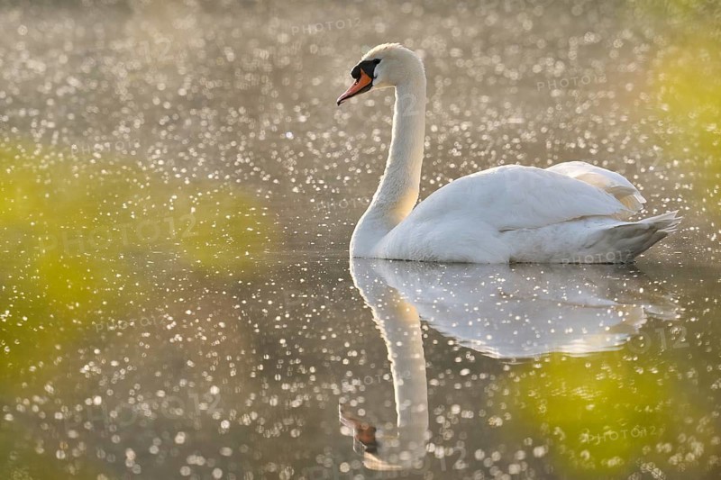 Mute Swan (Cygnus olor), North Rhine-Westphalia, Germany