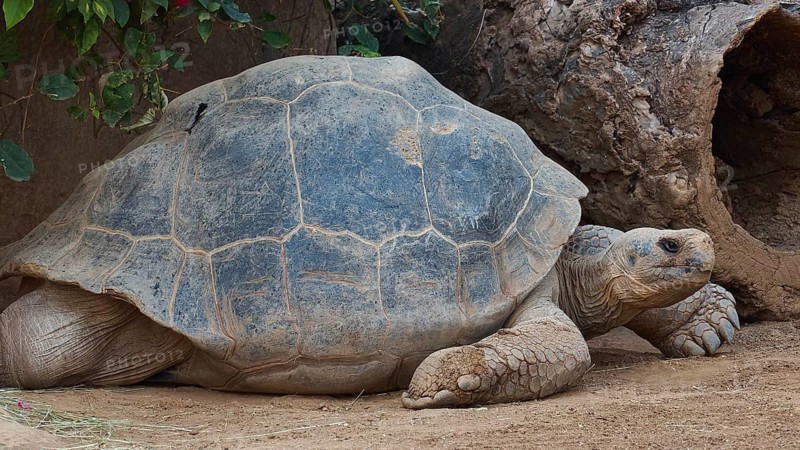 A large tortoise (Chelonoidis nigra) lying on the ground next to rocks, Loro Parque, Puerto de la Cruz, Tenerife, Canary Islands, Spain