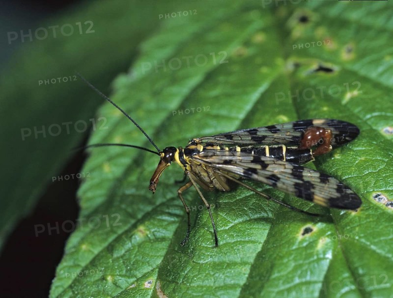 Panorpa spec., scorpionfly spec., insects, scorpionfly
