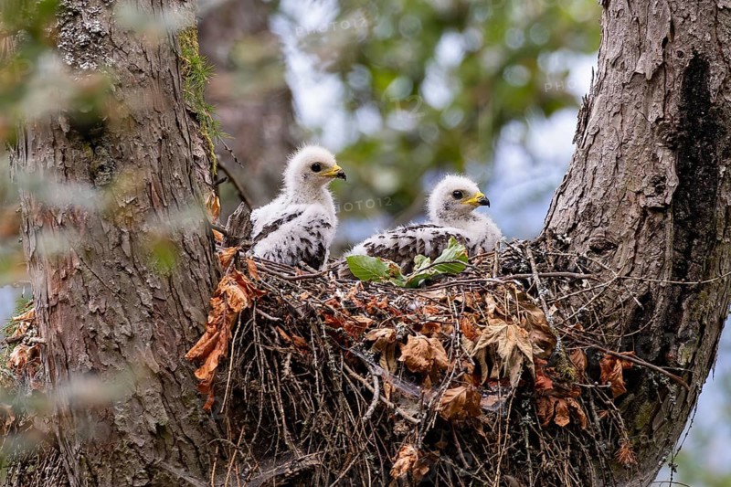 Honey Buzzard (Pernis apivorus), close-up, two chicks with white down feathers in their nest on a larch tree in the forest, Hesse, Germany
