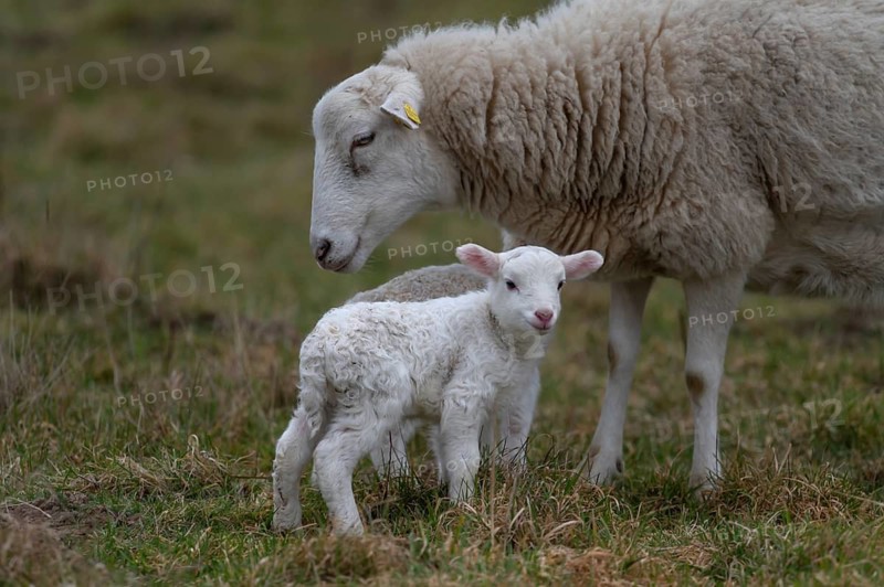 Sheep, Moorschnucke with their two lambs, Othenstorf, Mecklenburg-Western Pomerania, Germany
